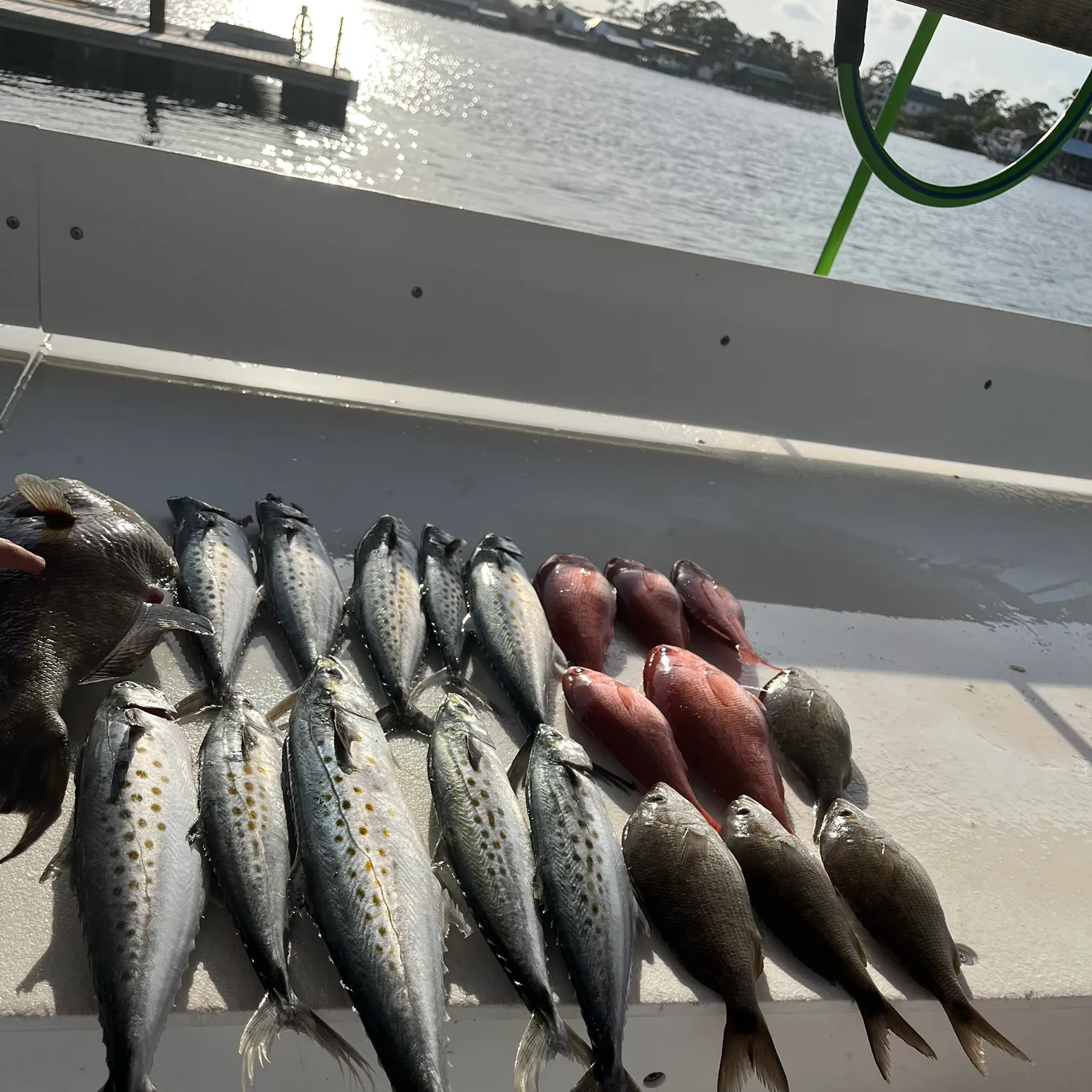 recently logged catches