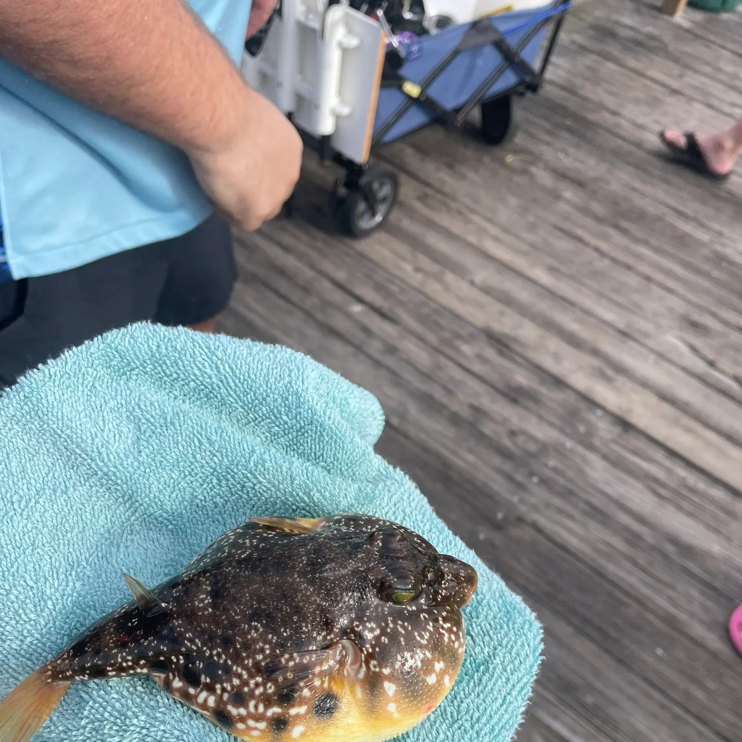 The most recent Northern puffer catches on Fishbrain