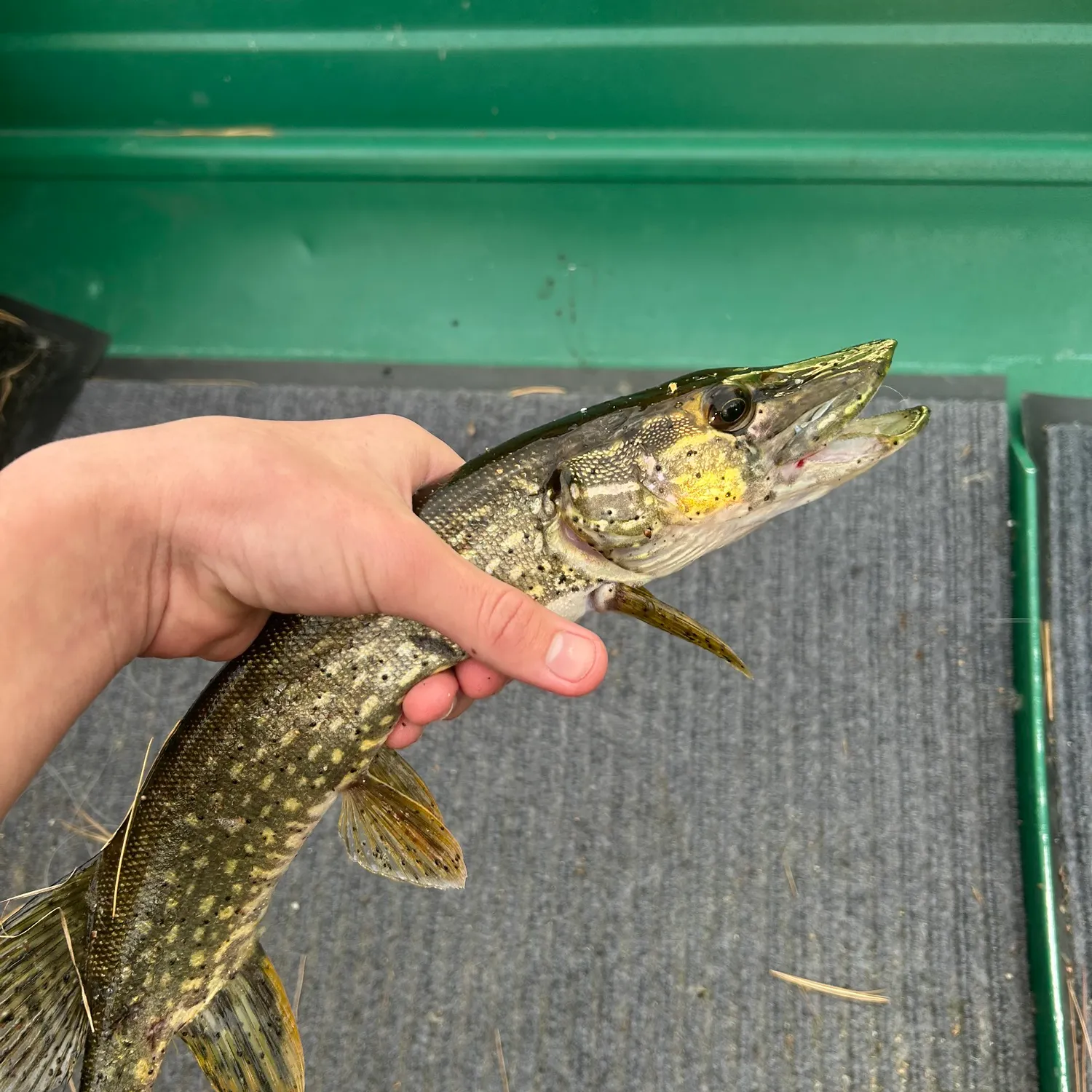 Northern pike caught on Fishbrain