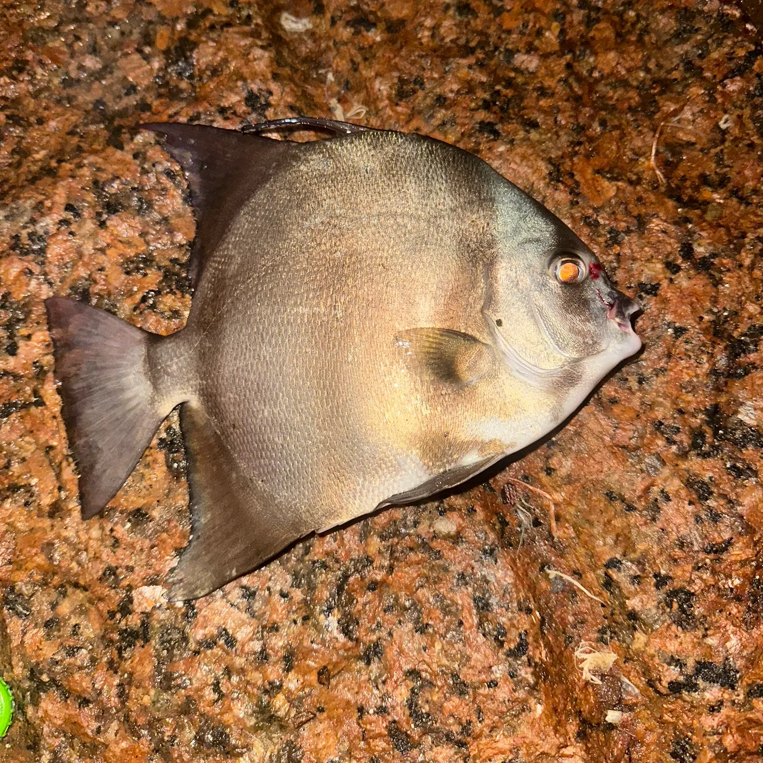 Atlantic spadefish caught on Fishbrain
