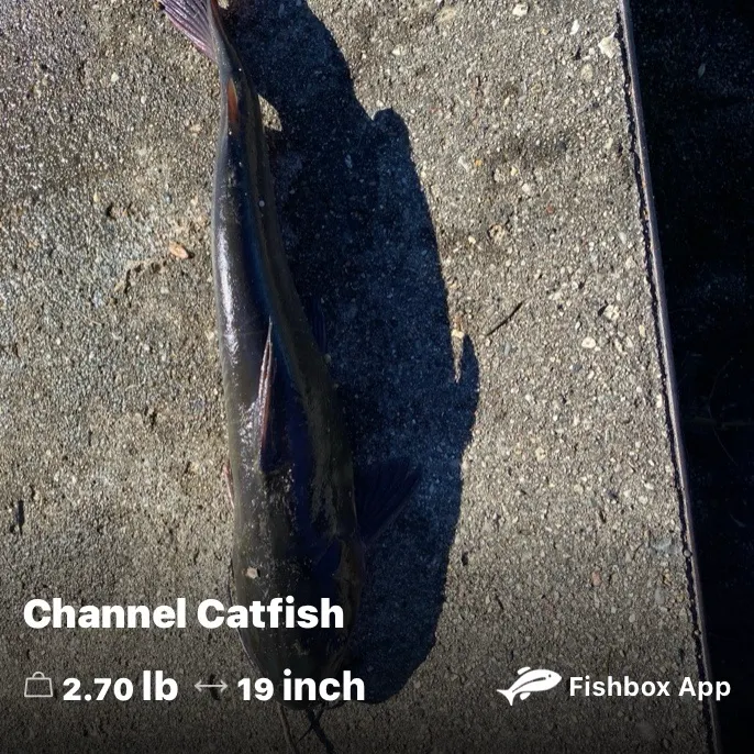 Channel catfish caught on Fishbrain