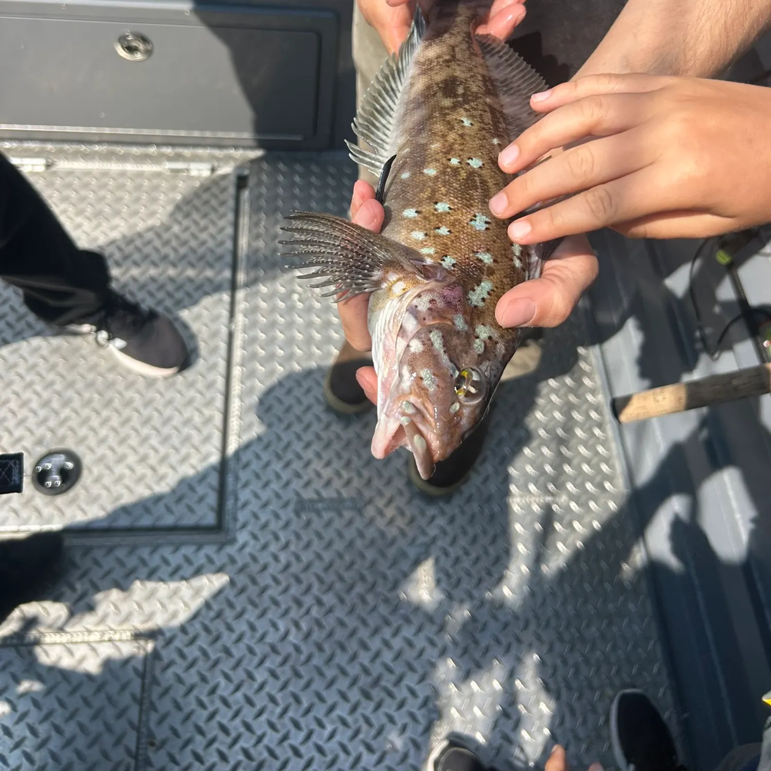 The most recent Grass rockfish catches on Fishbrain