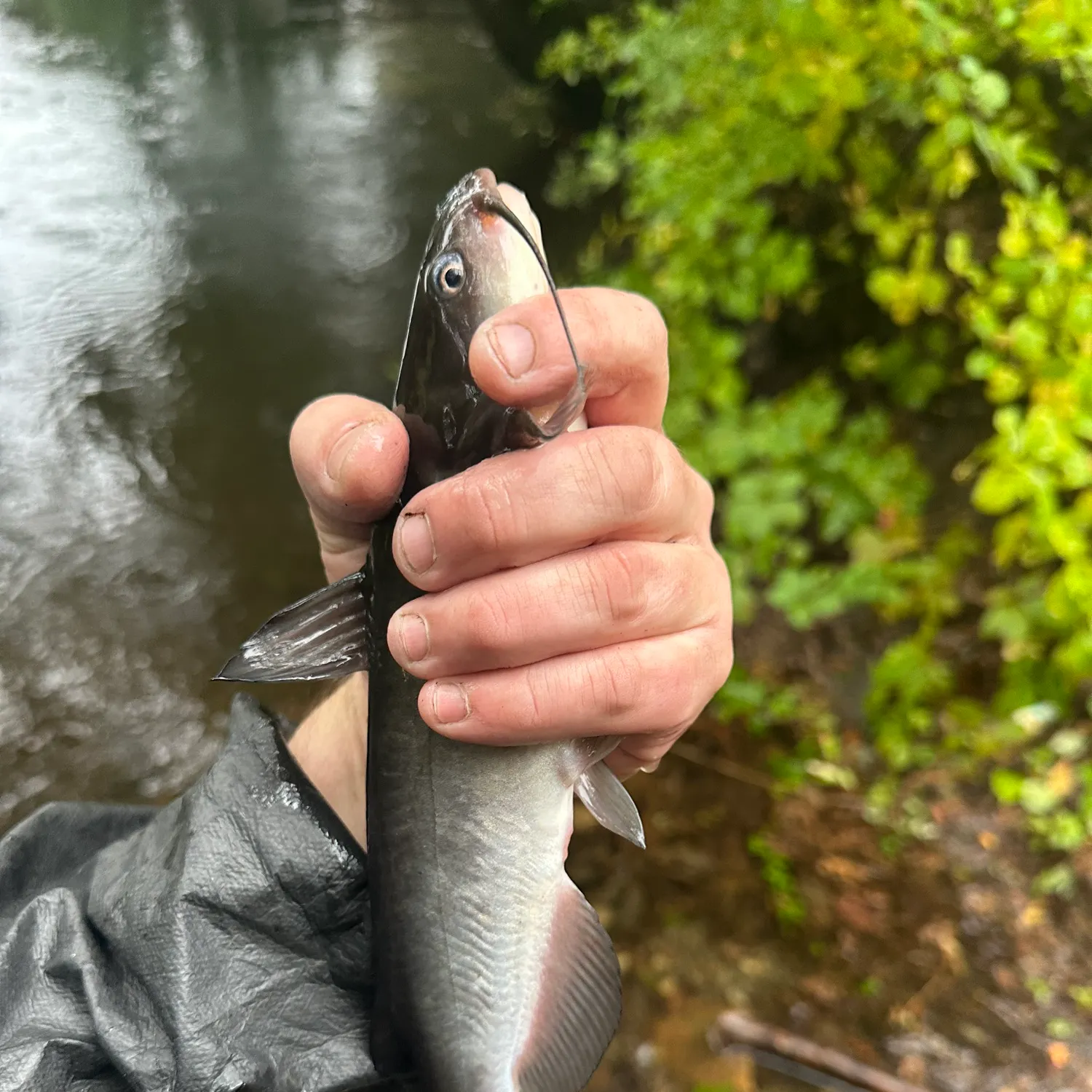 White bullhead caught on Fishbrain