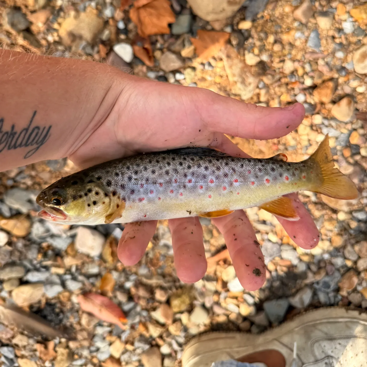 Brown trout caught on Fishbrain