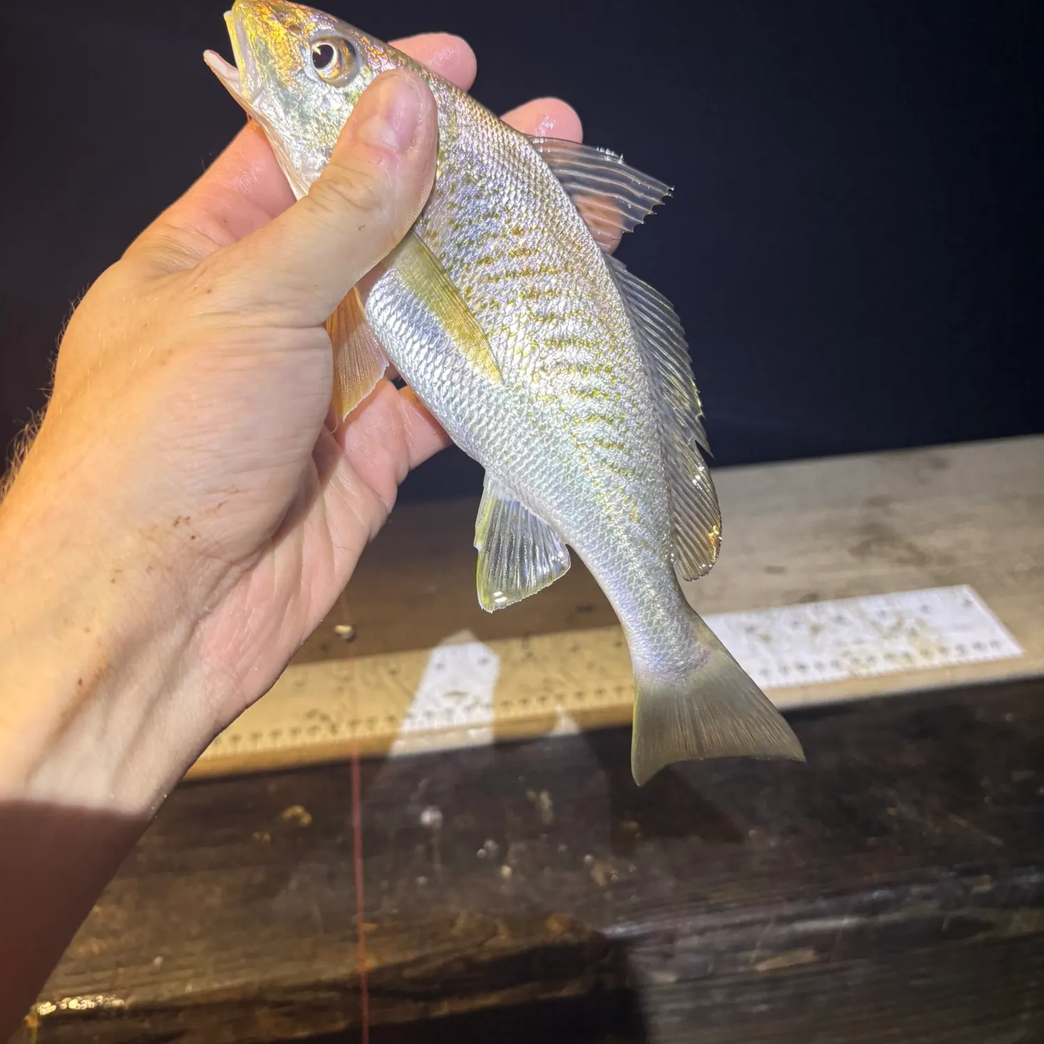 Atlantic croaker caught on Fishbrain