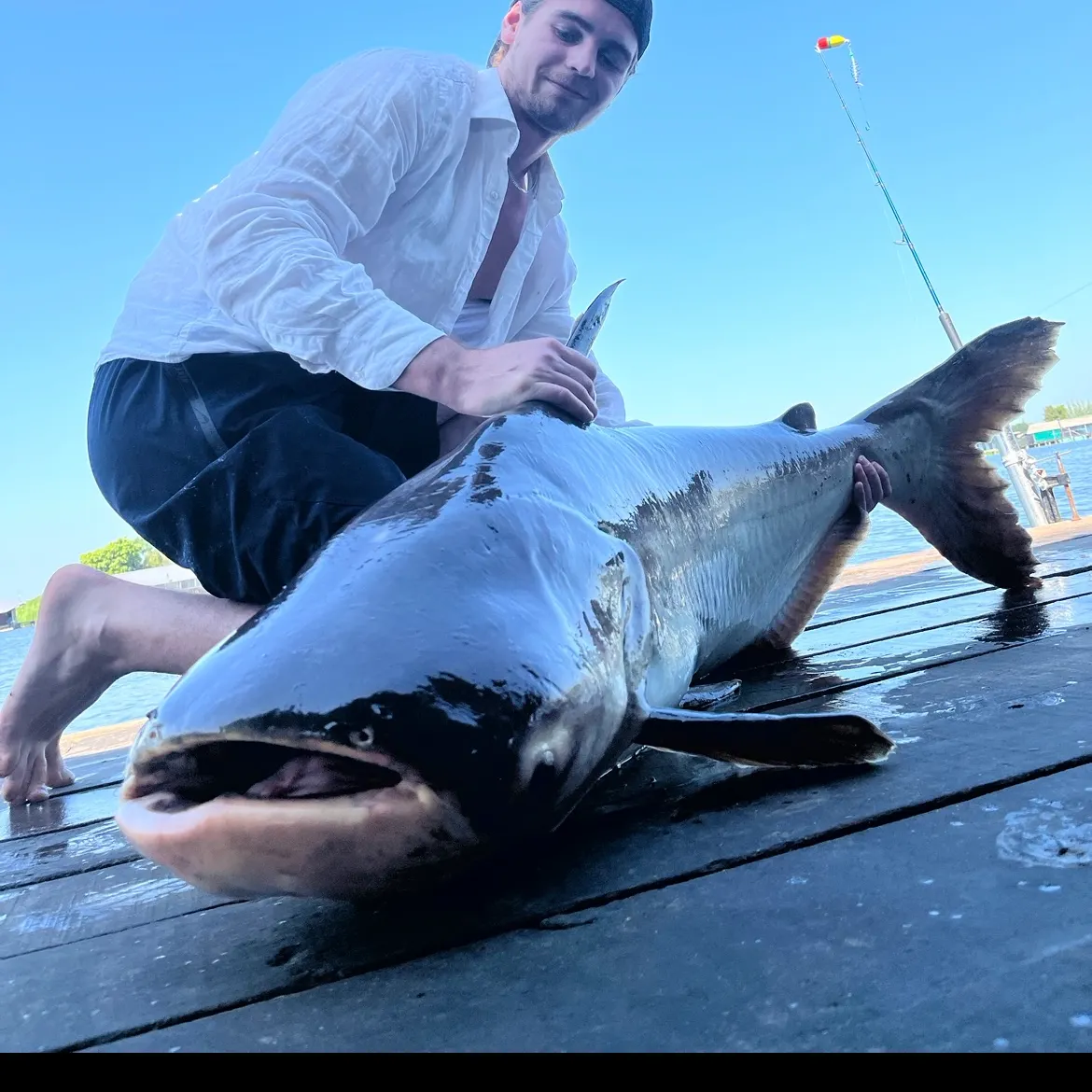 The most recent Mekong giant catfish catches on Fishbrain