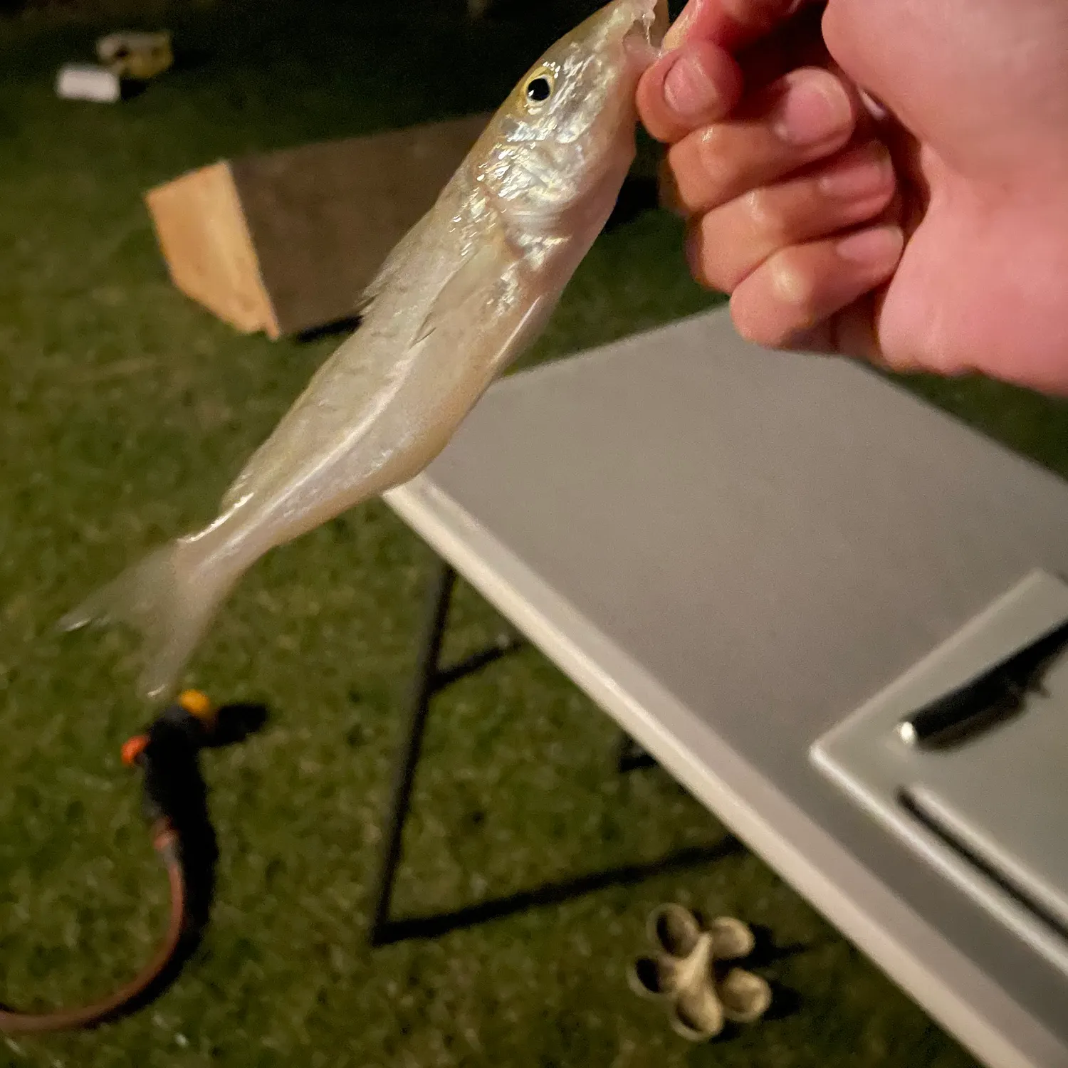 The most recent Yellowfin sillago catches on Fishbrain