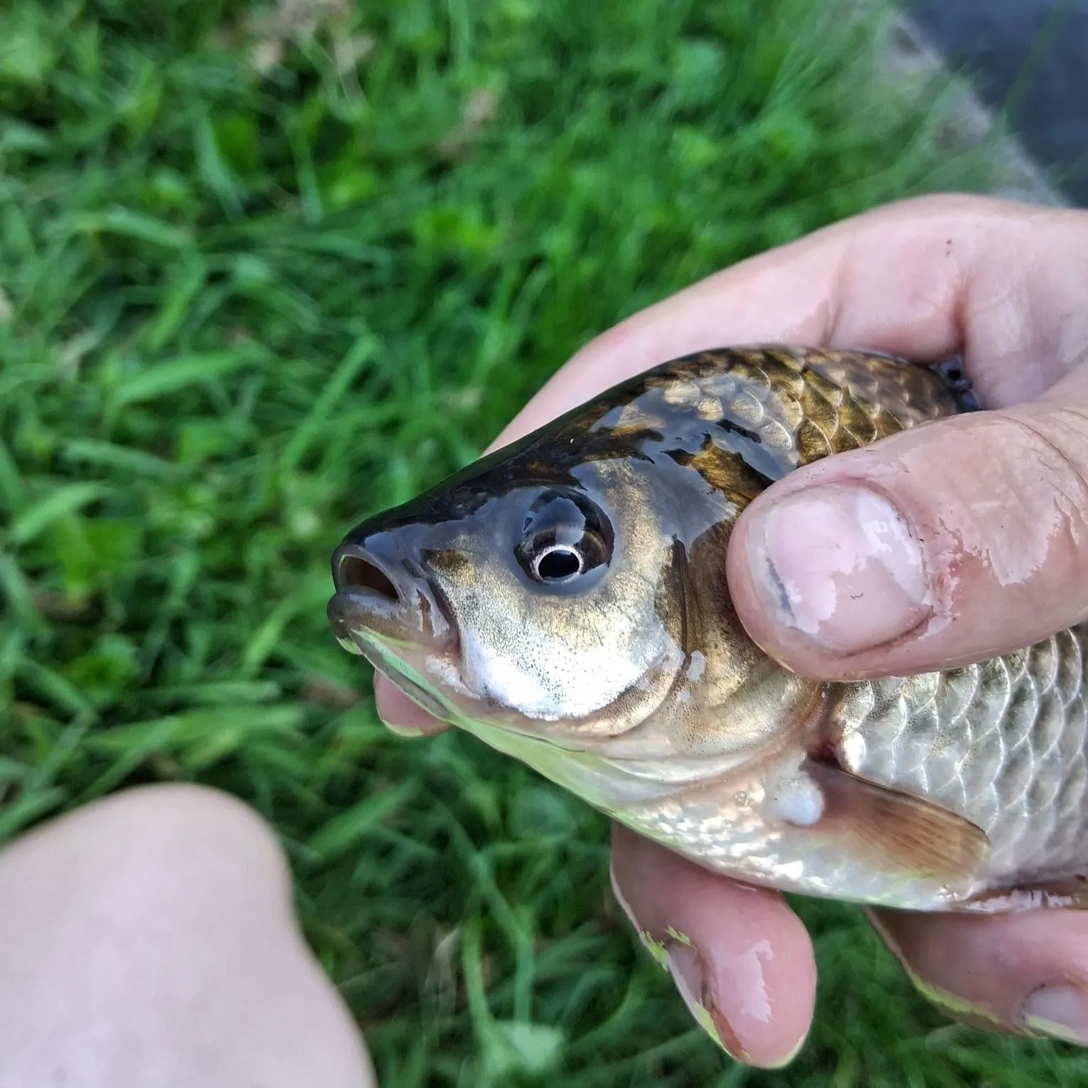 Crucian carp caught on Fishbrain