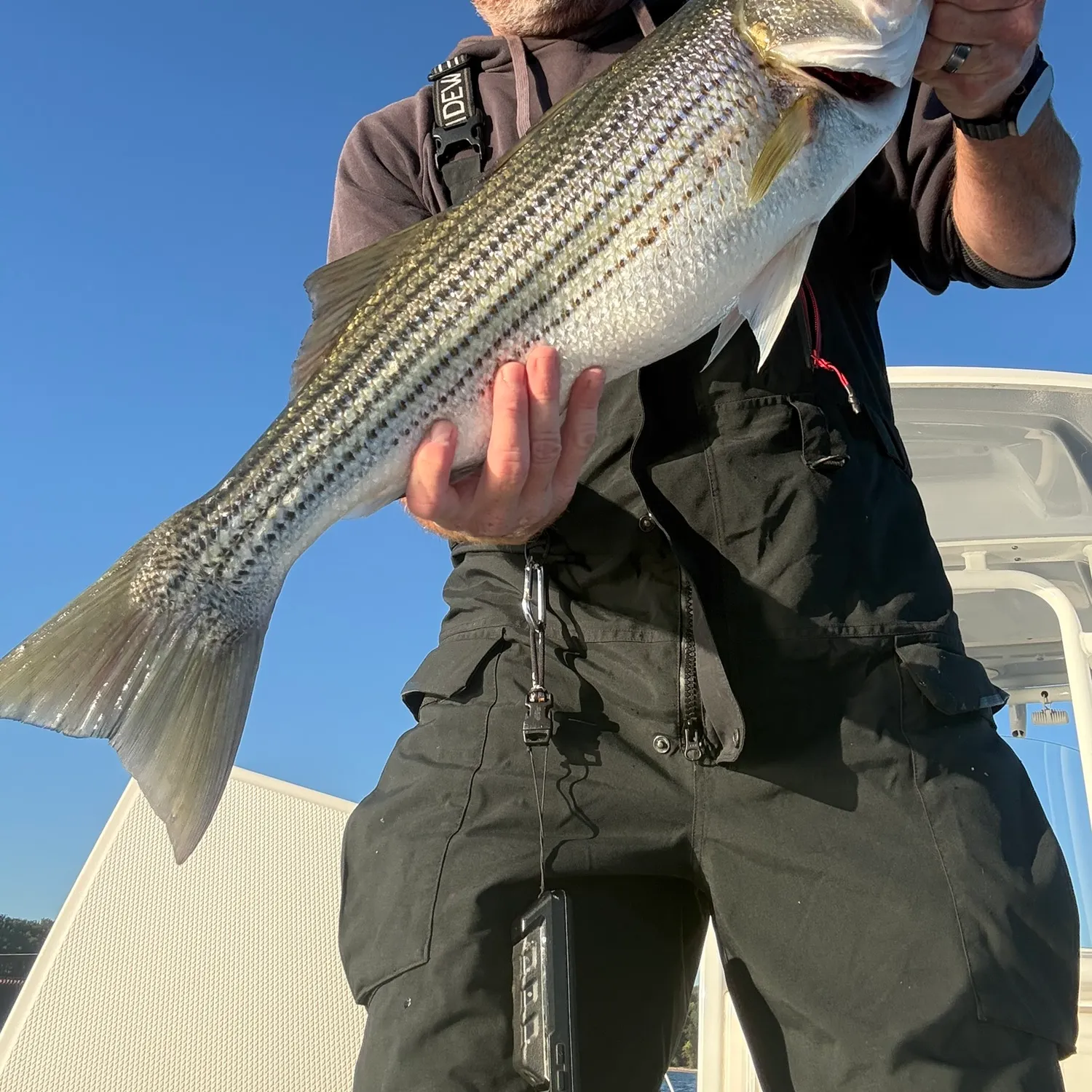 Striped bass caught on Fishbrain