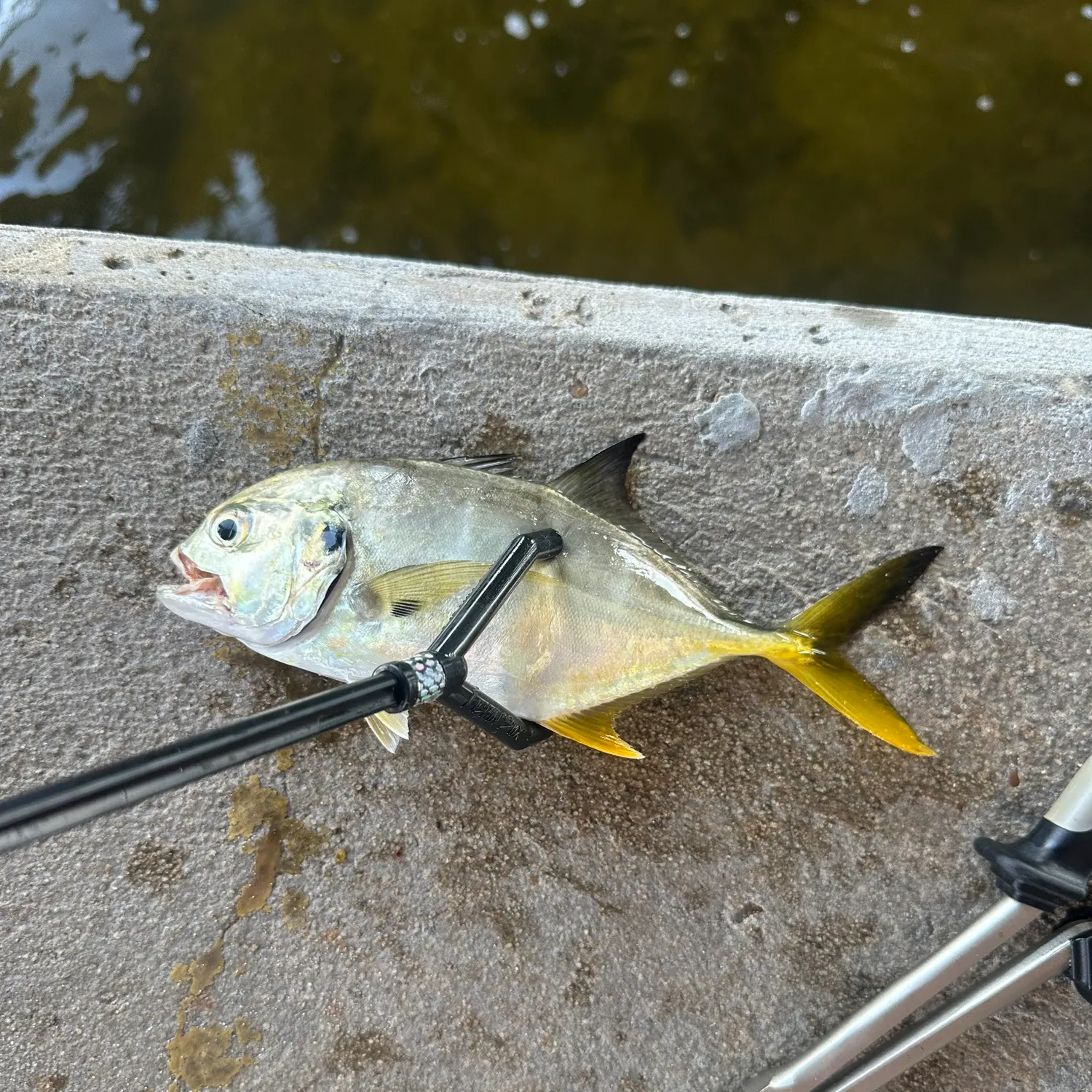 The most recent Crevalle jack catches on Fishbrain