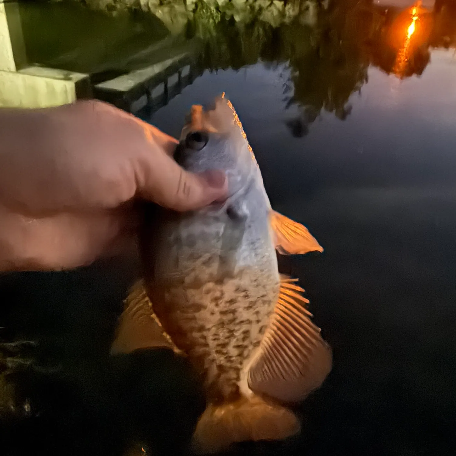 White crappie caught on Fishbrain