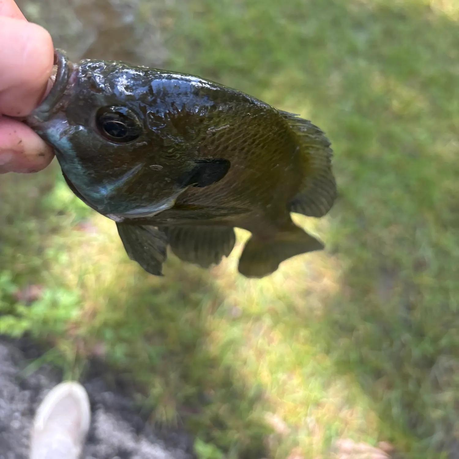 Bluegill caught on Fishbrain