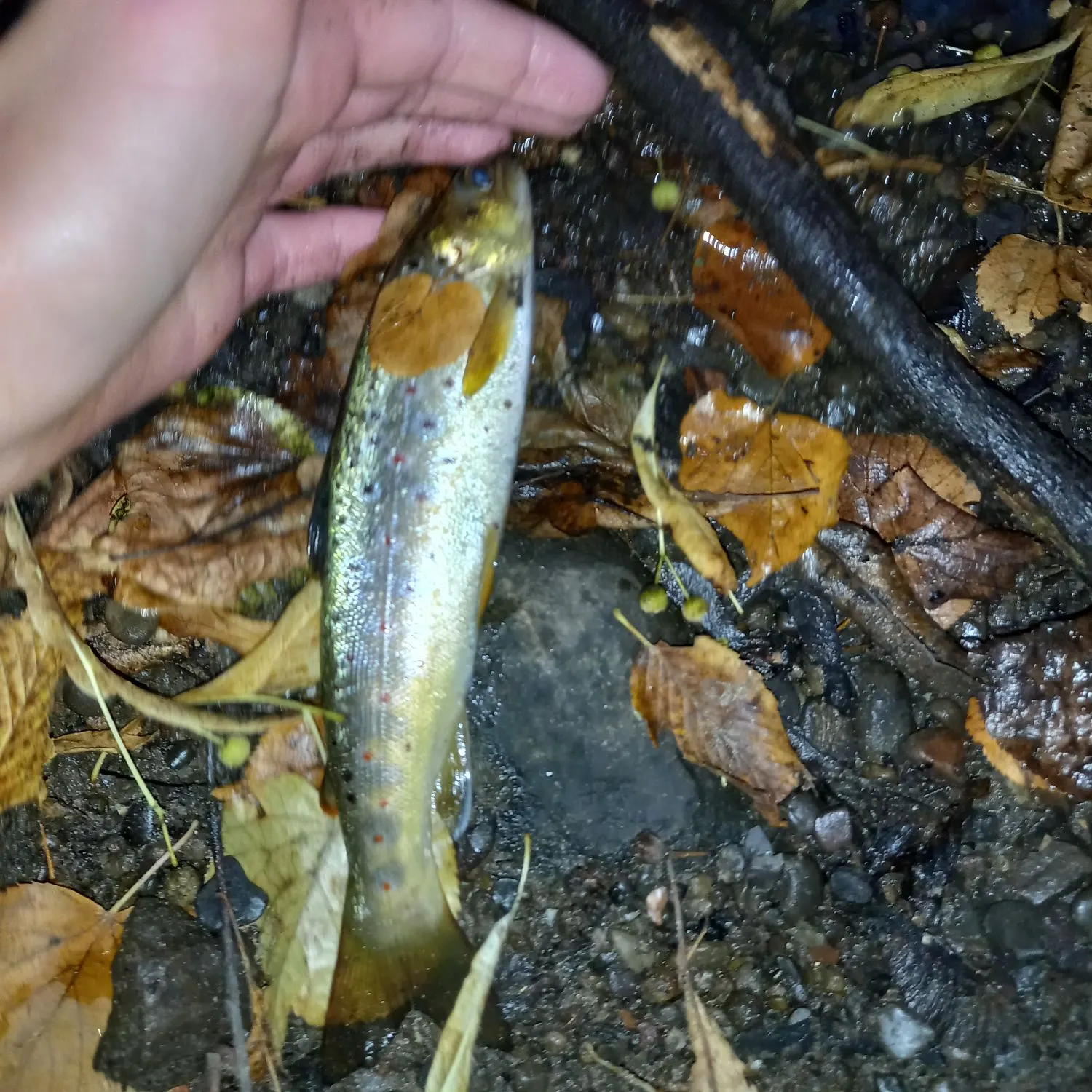 Brown trout caught on Fishbrain