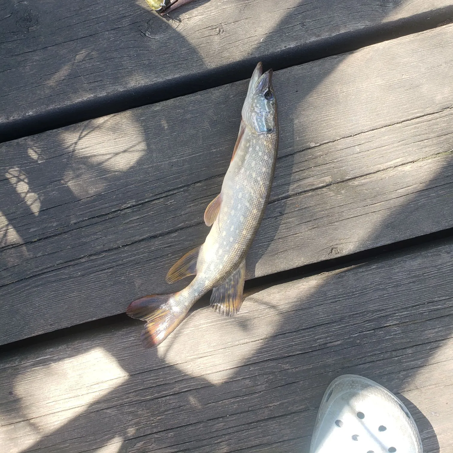 Northern pike caught on Fishbrain