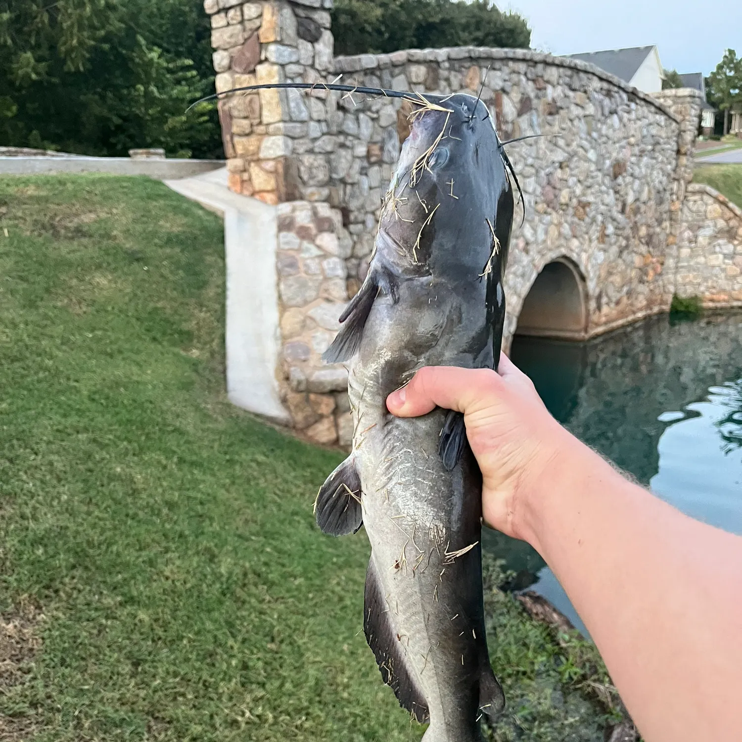 Channel catfish caught on Fishbrain