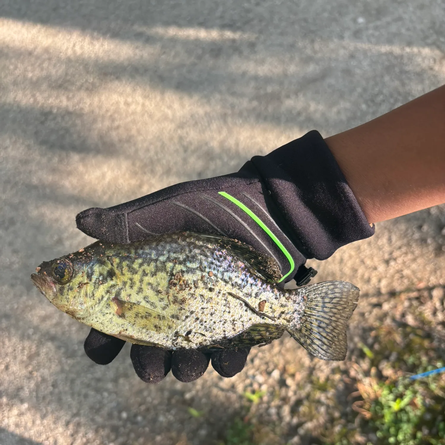 Black crappie caught on Fishbrain