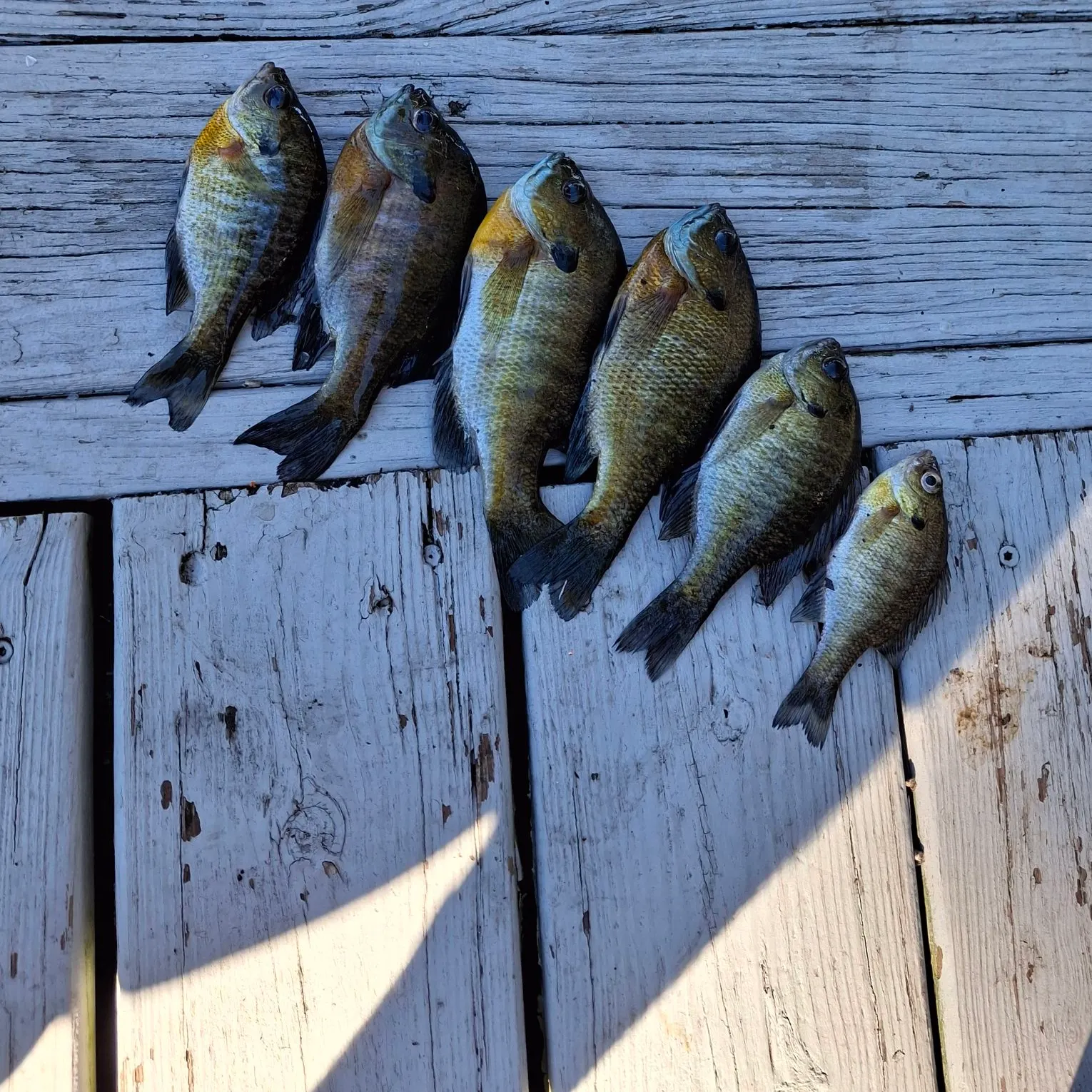Bluegill caught on Fishbrain