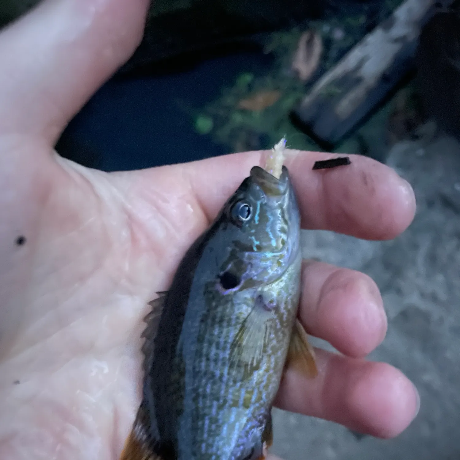 Green sunfish caught on Fishbrain