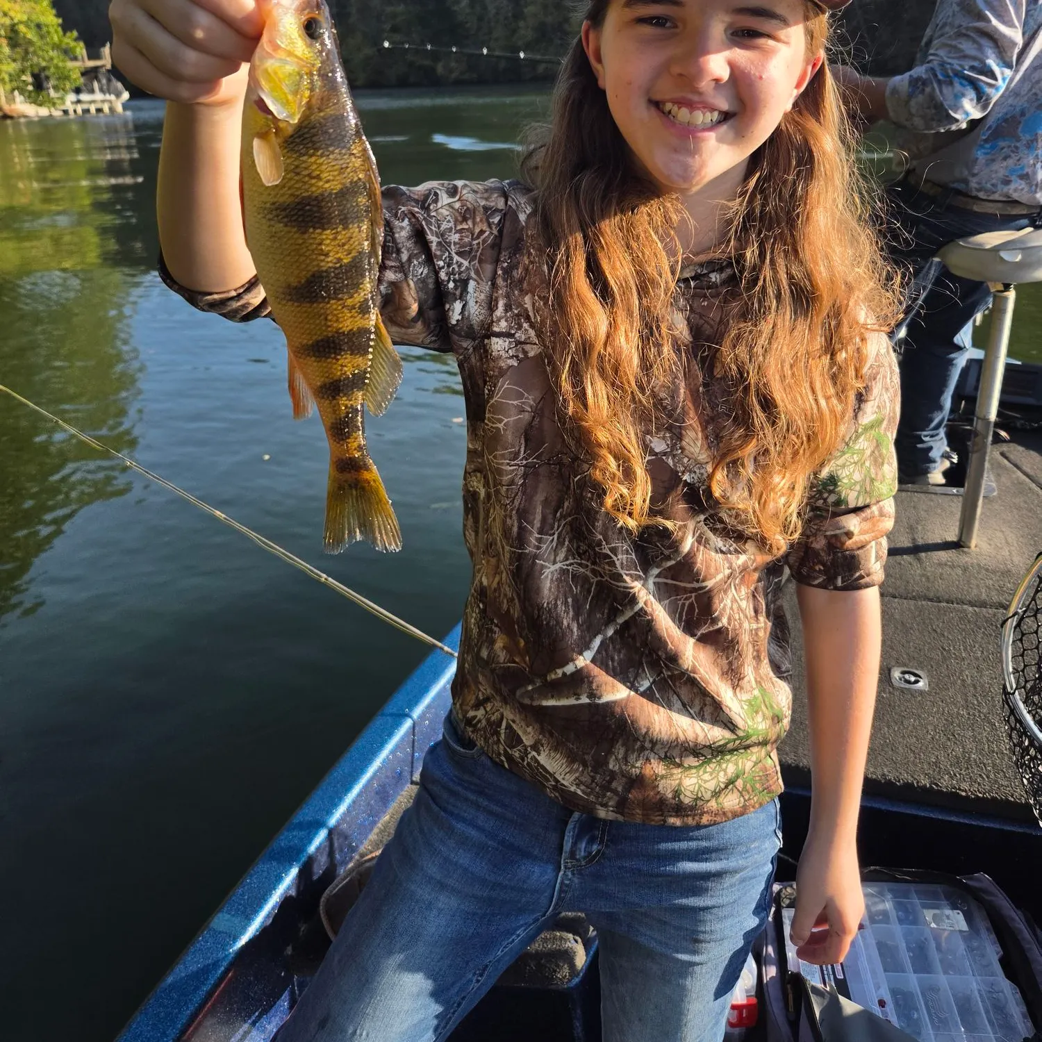 Yellow perch caught on Fishbrain