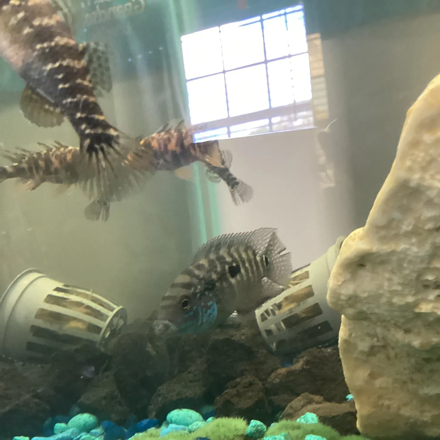 The most recent Jack Dempsey cichlid catches on Fishbrain