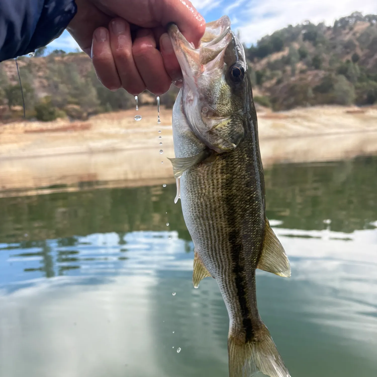 Spotted bass caught on Fishbrain