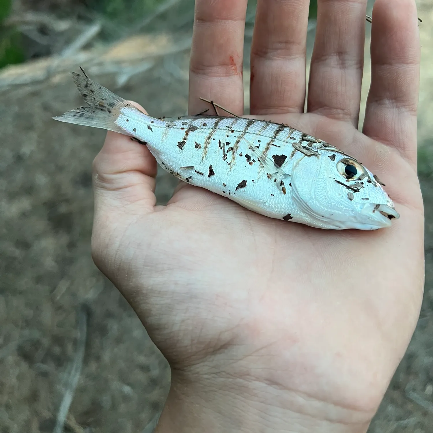 The most recent Striped seabream catches on Fishbrain
