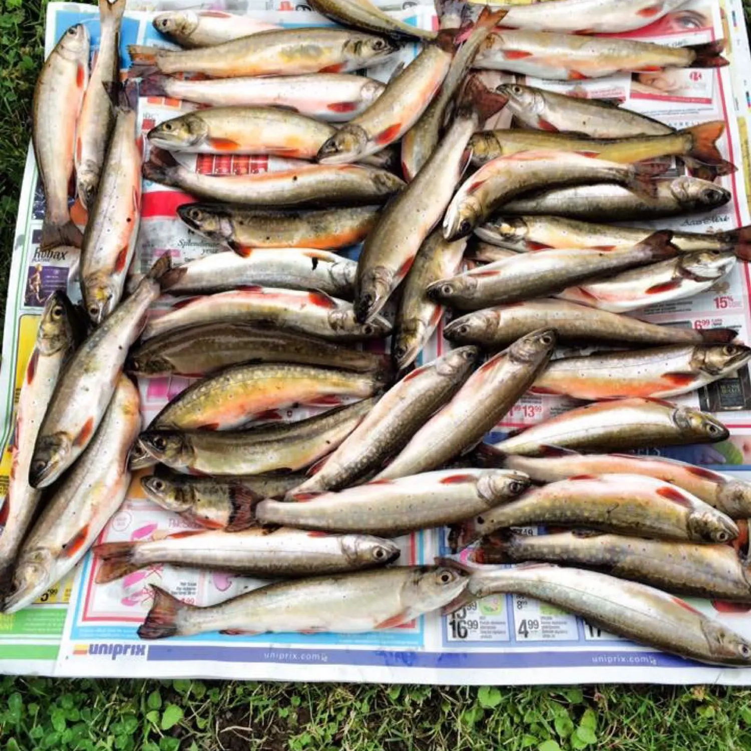 recently logged catches