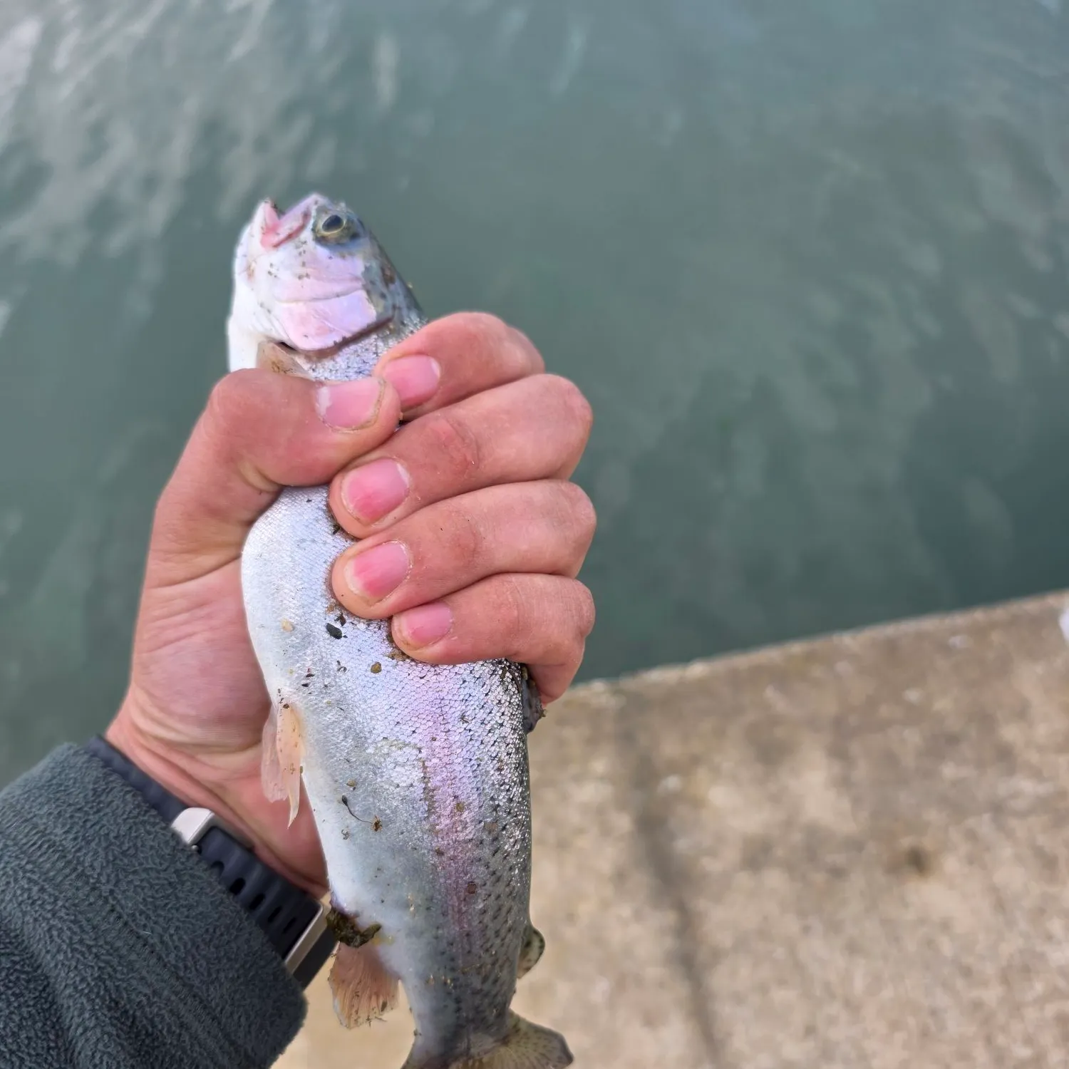 Rainbow trout caught on Fishbrain
