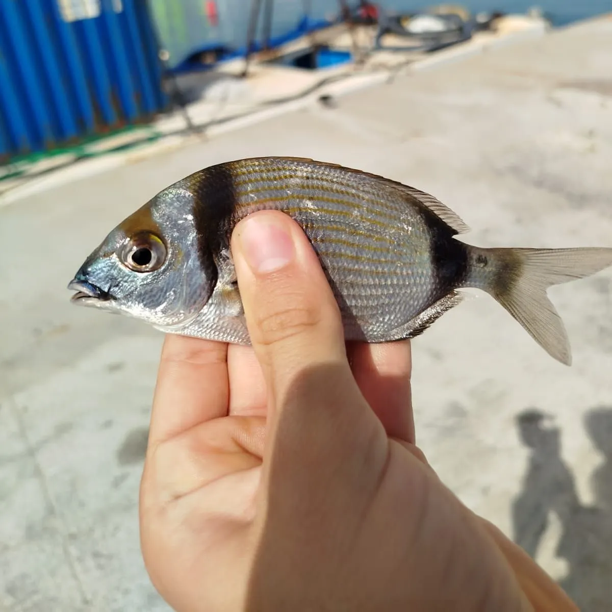 The most recent Common two-banded seabream catches on Fishbrain