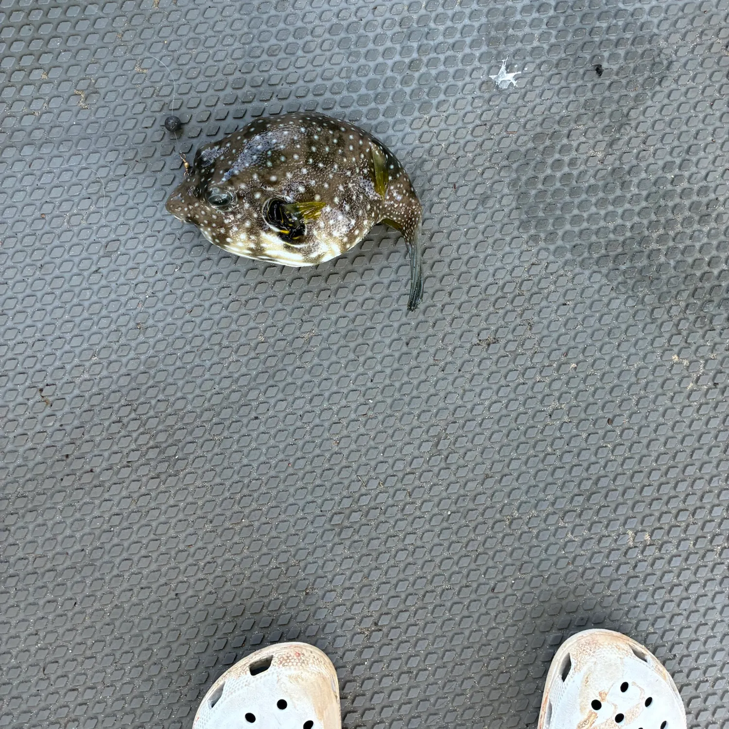 Reticulated pufferfish caught on Fishbrain