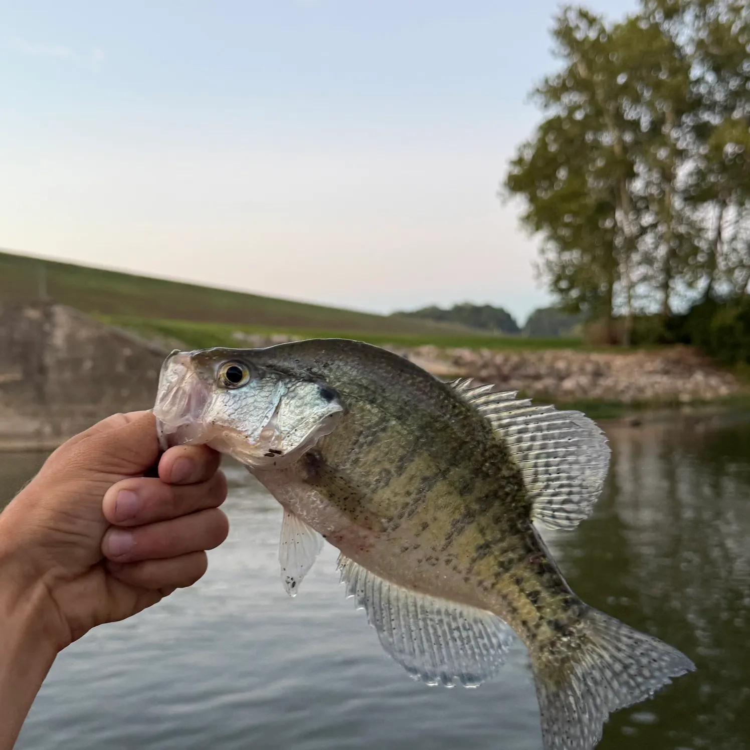 White crappie caught on Fishbrain