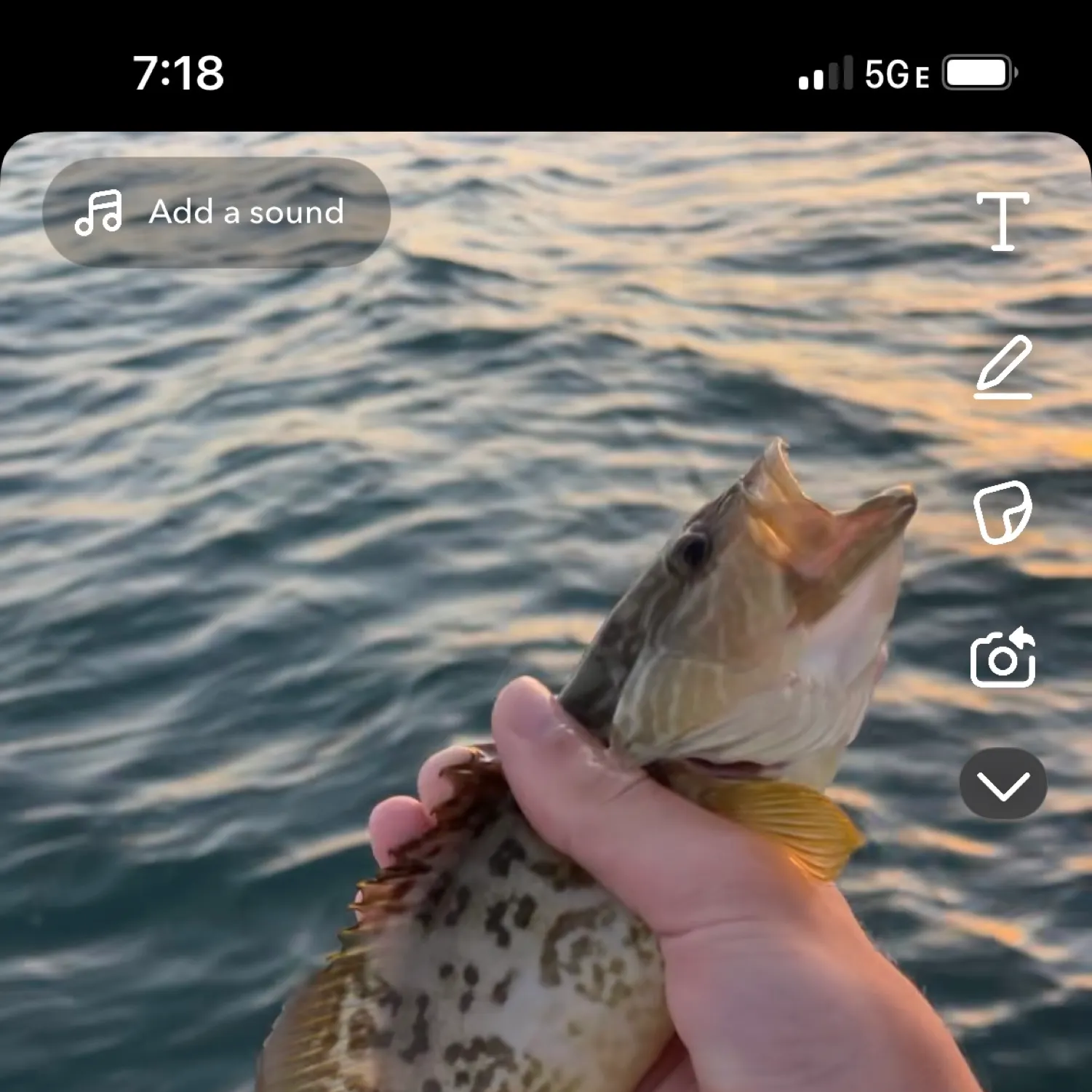 recently logged catches