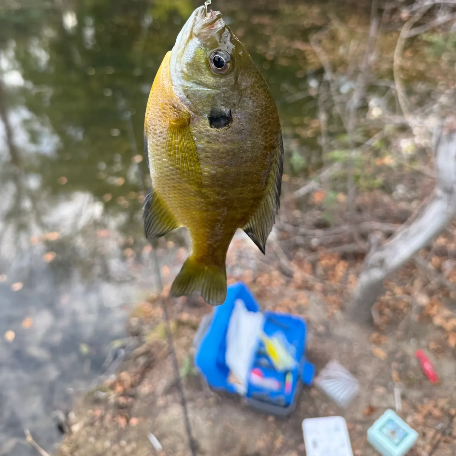 Bluegill caught on Fishbrain