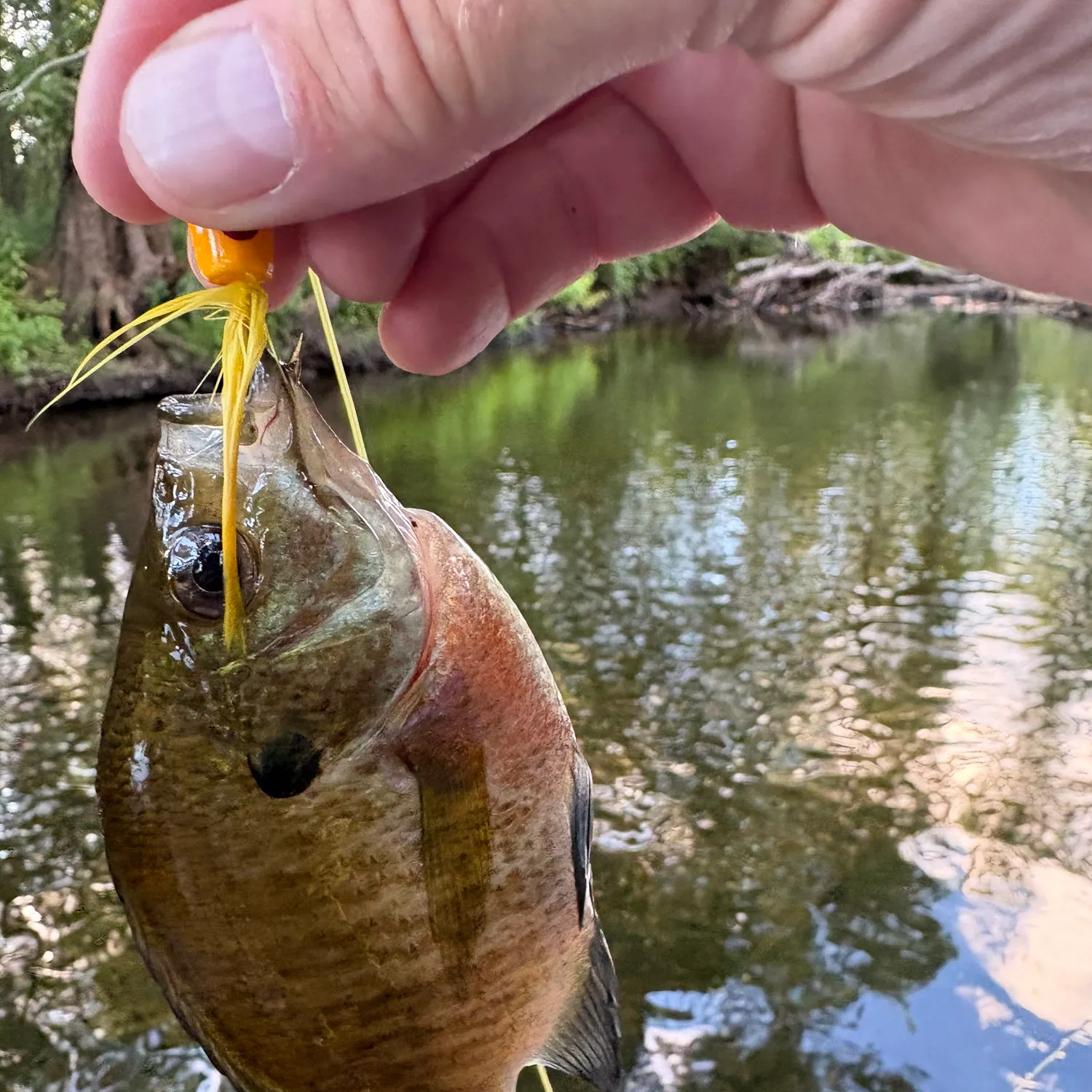 Bluegill caught on Fishbrain