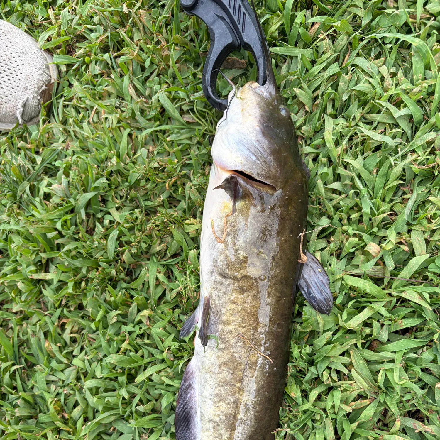 Brown bullhead caught on Fishbrain