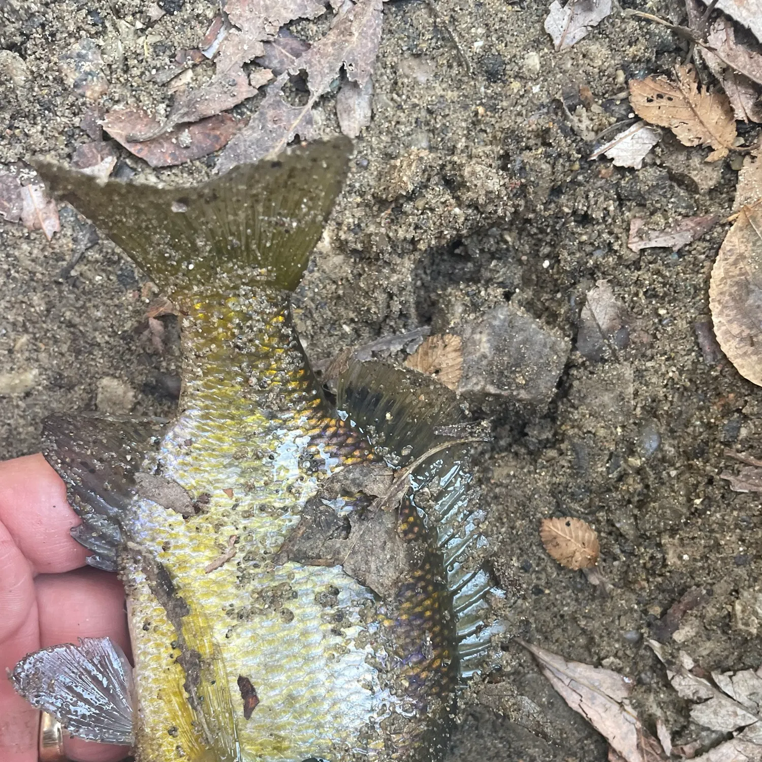 Bluegill caught on Fishbrain