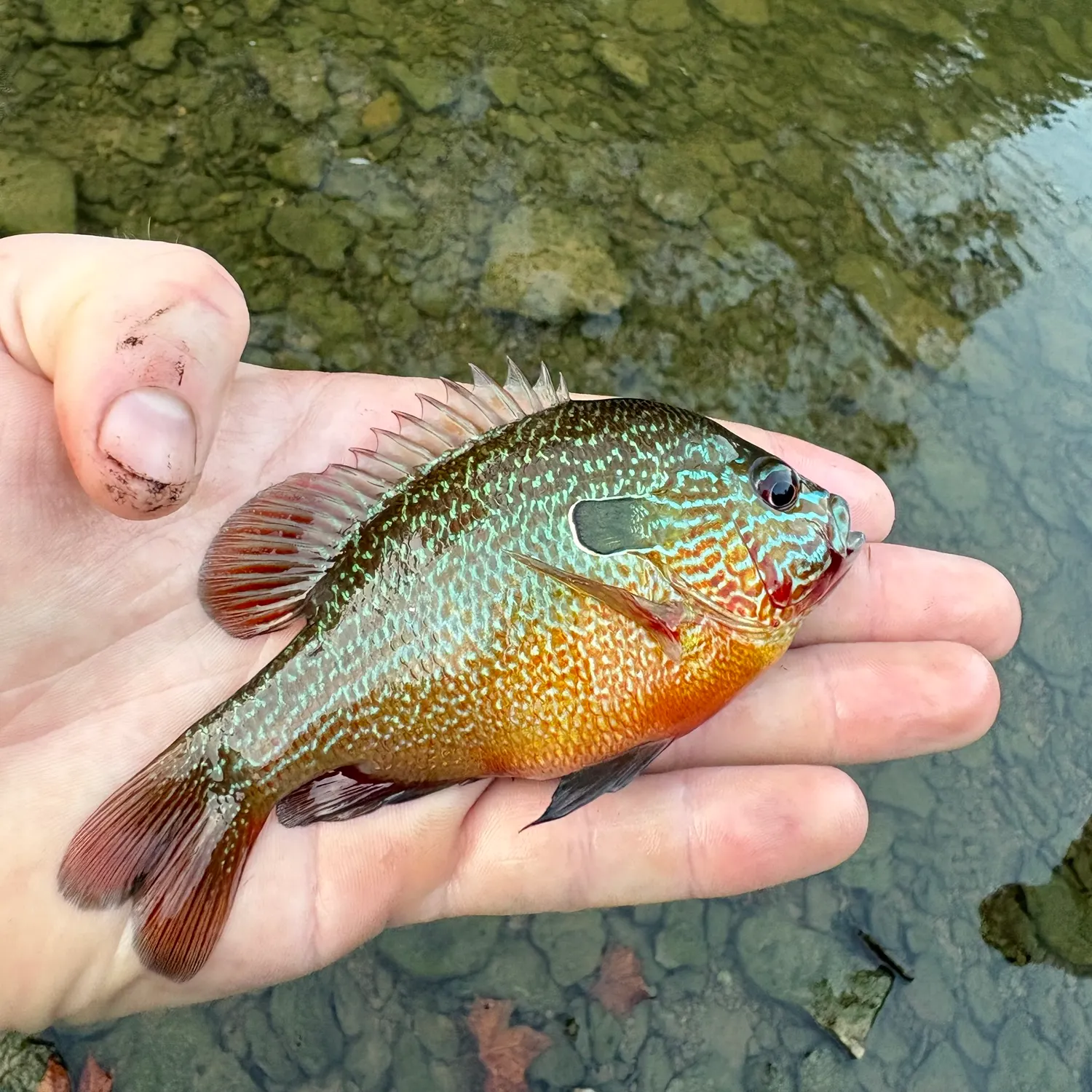 Longear sunfish caught on Fishbrain