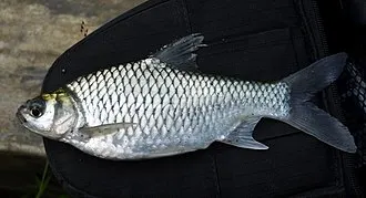 Java barb