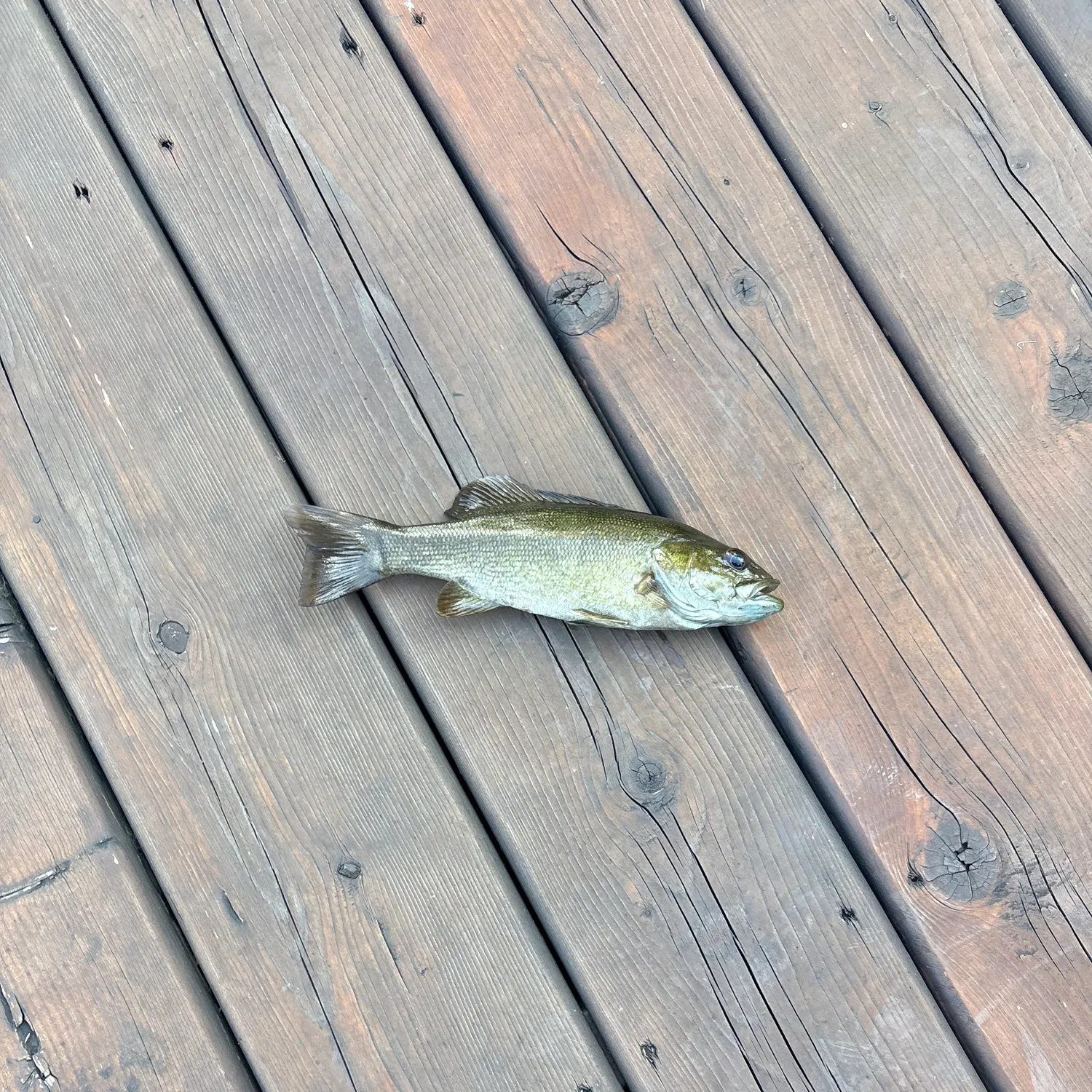 Smallmouth bass caught on Fishbrain