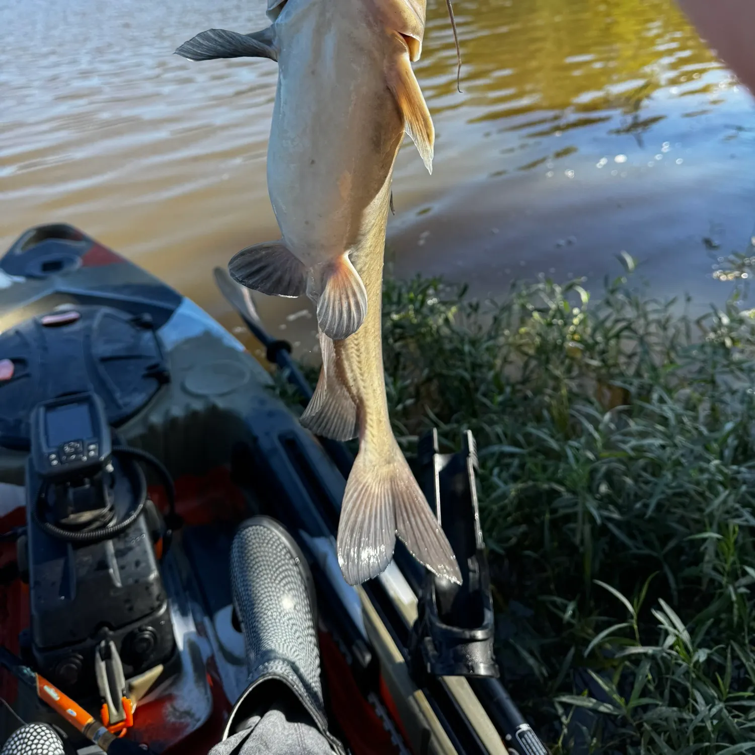 Channel catfish caught on Fishbrain