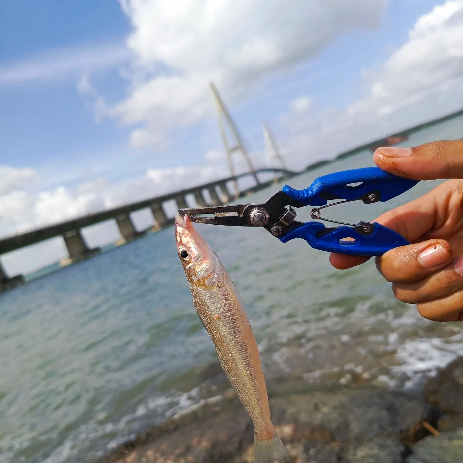 The most recent Trumpeter sillago catches on Fishbrain