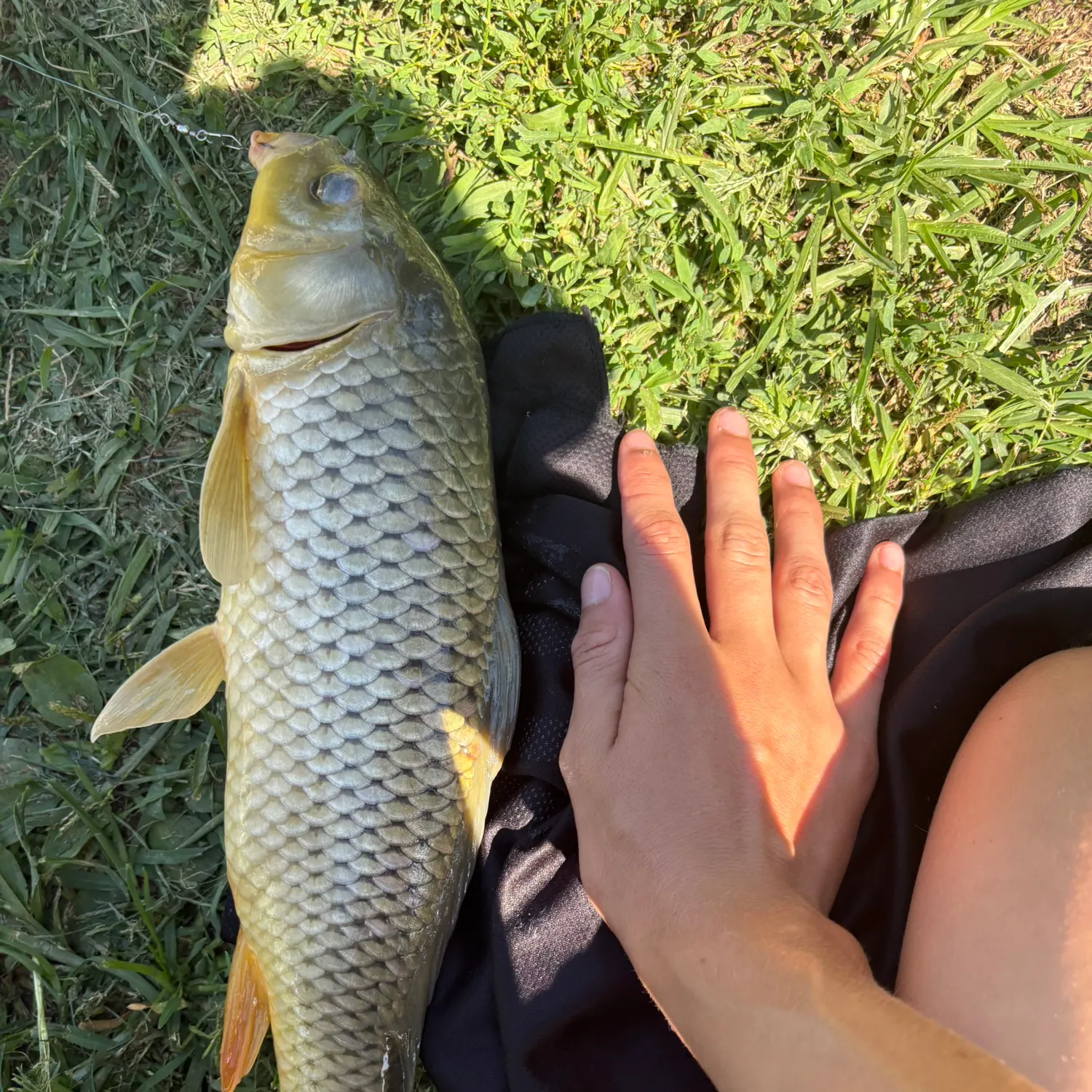 Common carp caught on Fishbrain