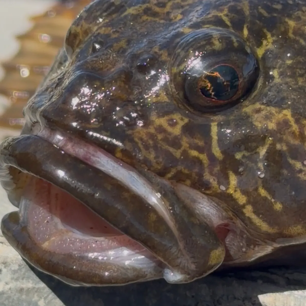 The most recent Prickly sculpin catches on Fishbrain