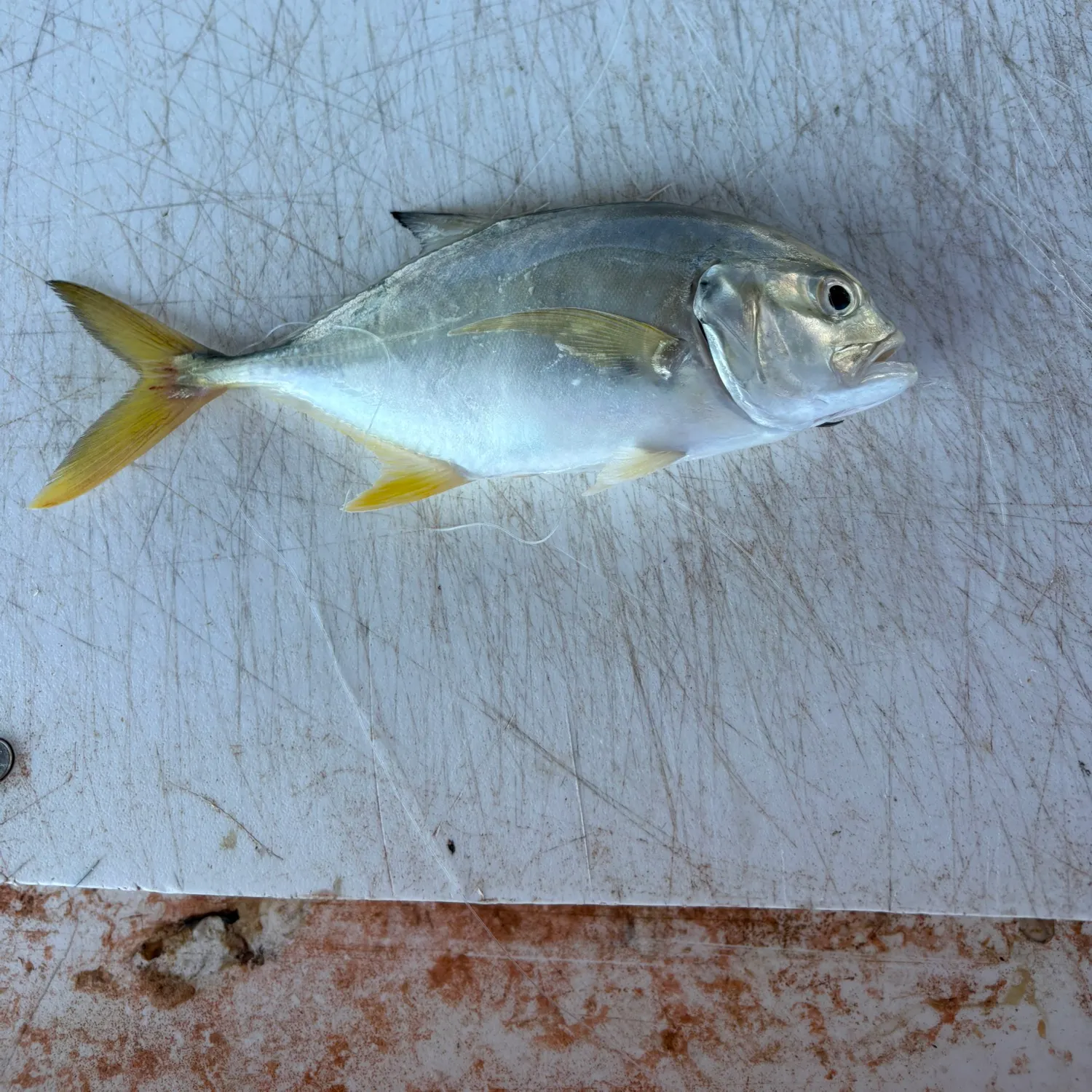 Crevalle jack caught on Fishbrain