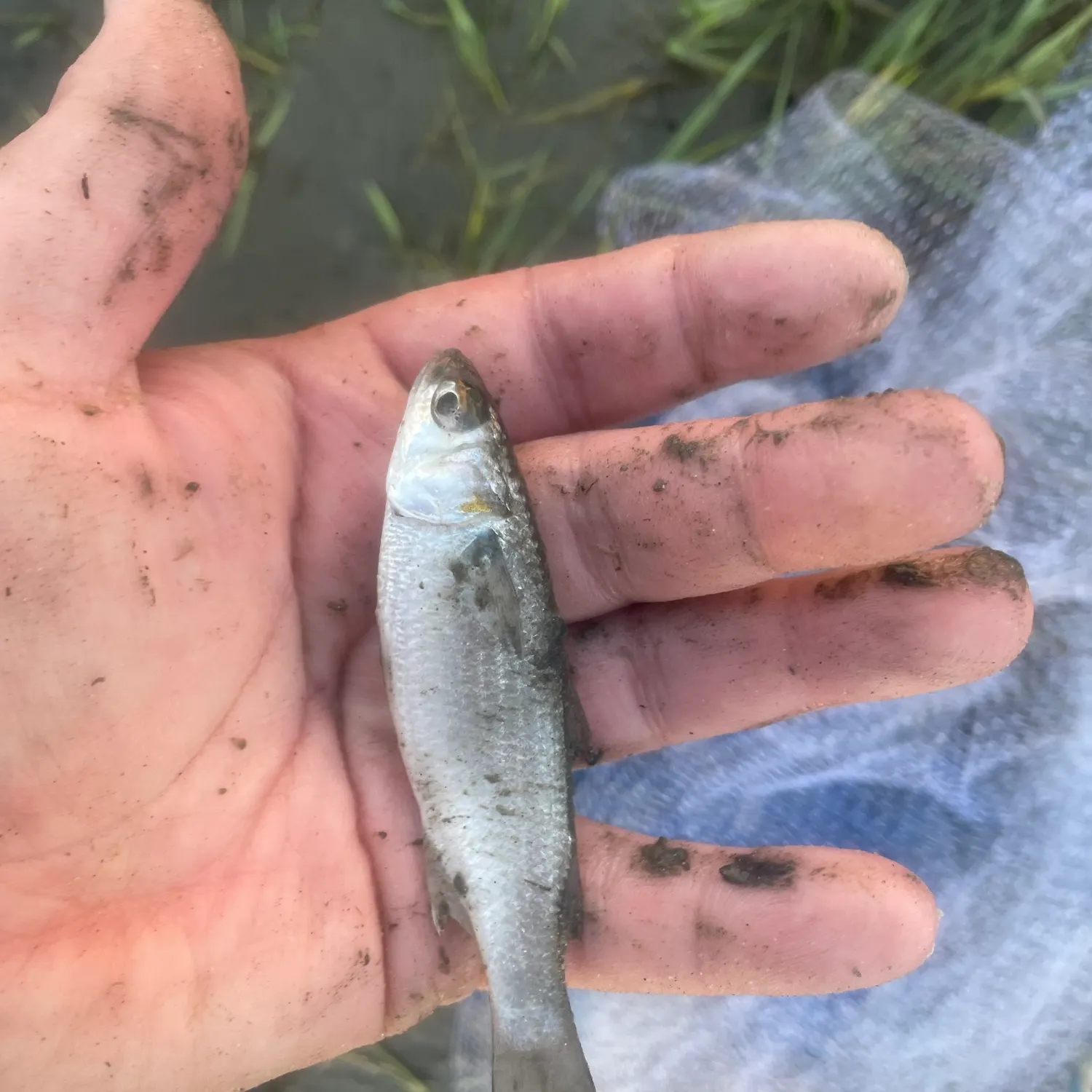 Striped mullet caught on Fishbrain