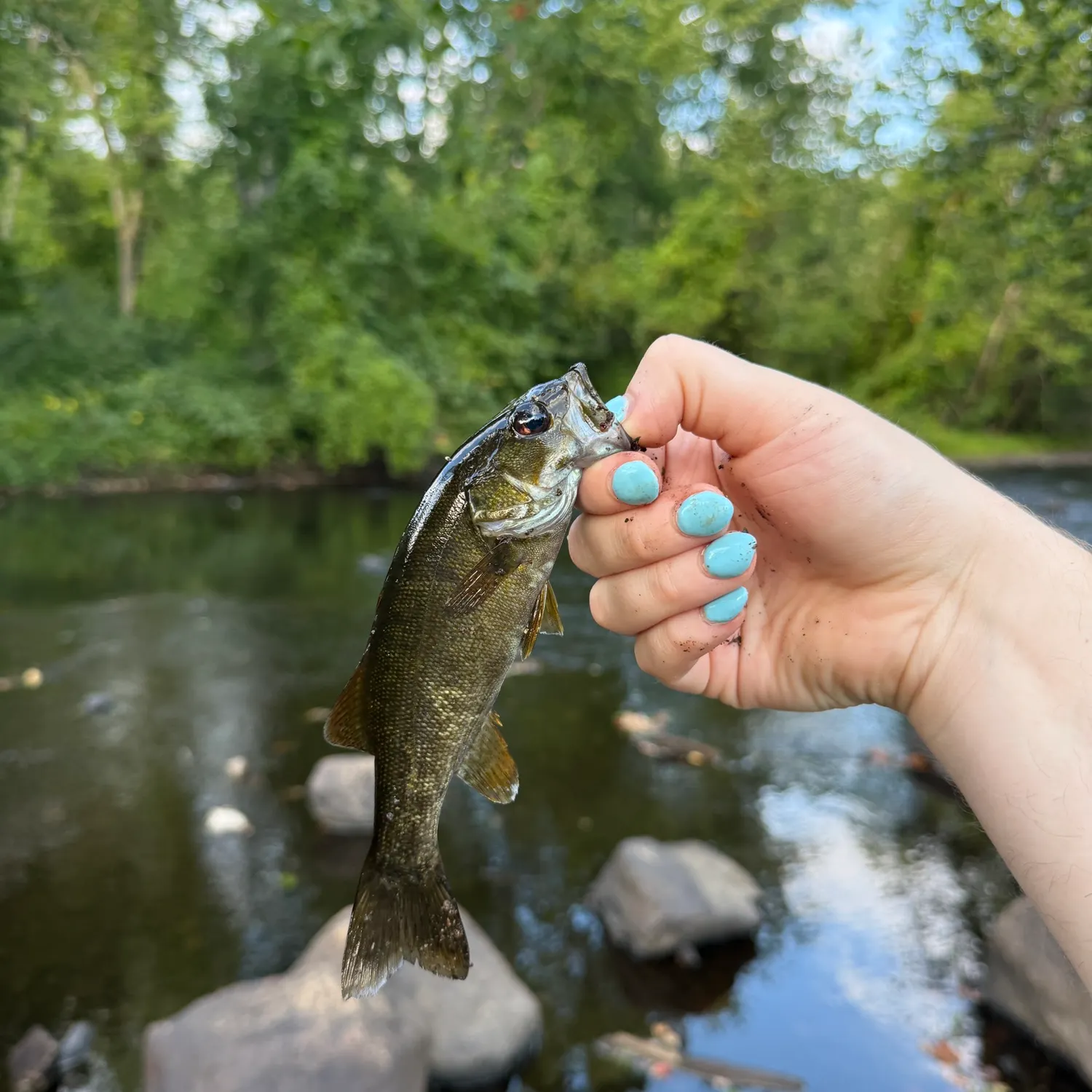 Smallmouth bass caught on Fishbrain