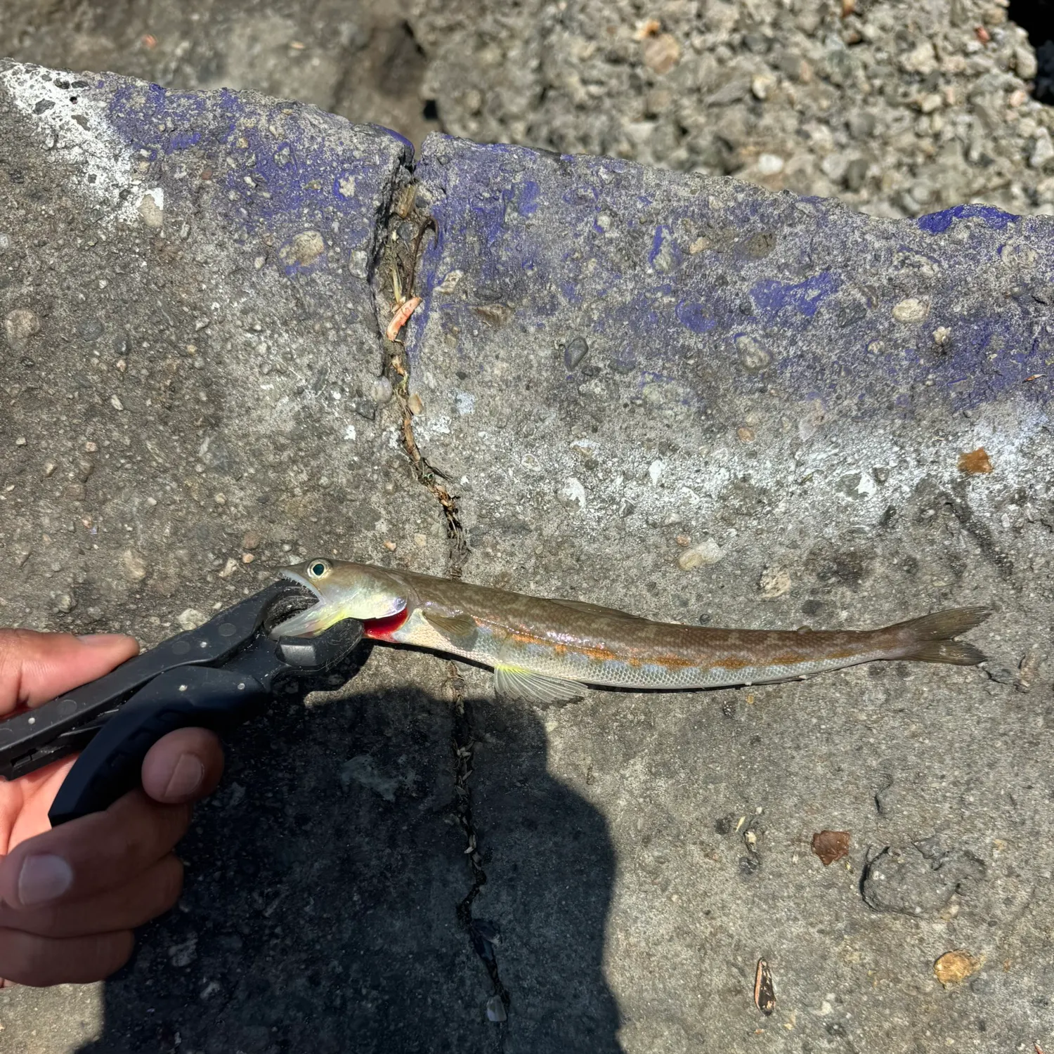 The most recent California lizardfish catches on Fishbrain