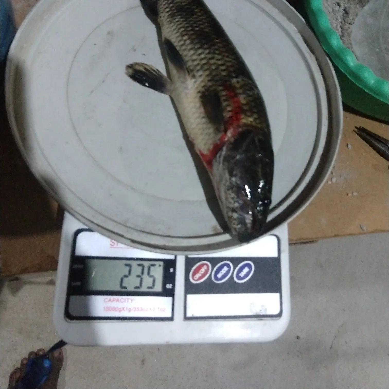 recently logged catches