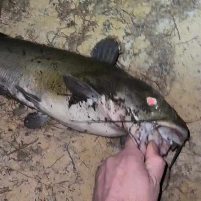 Channel catfish caught on Fishbrain