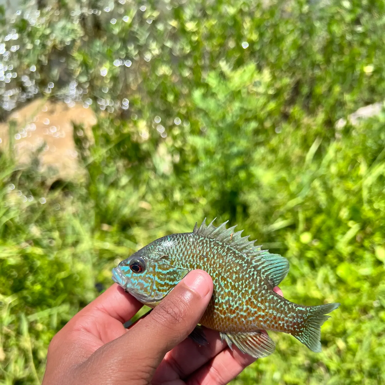 The most recent Longear sunfish catches on Fishbrain